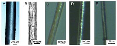 Lessons From Spider and Silkworm Silk Guts